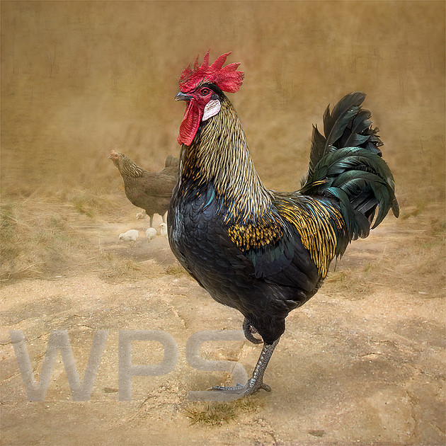 Prince of Poultry