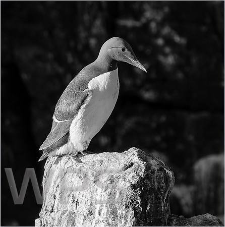 Guillemot