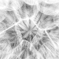 Dandelion SQ Sml