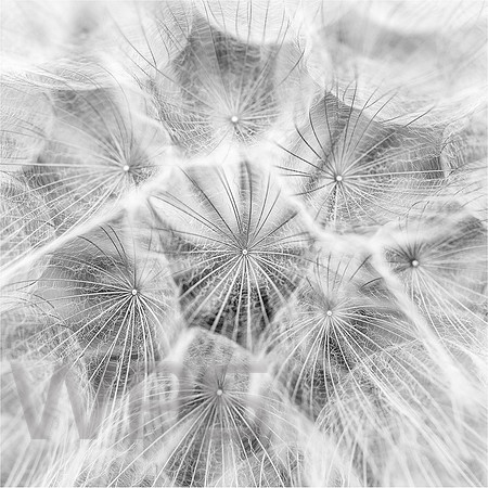 Dandelion SQ Sml