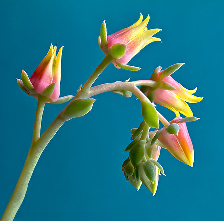 Echeveria secunda Booth ex Lindl - Stuart Ord