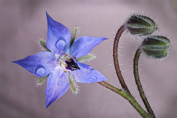 Borage