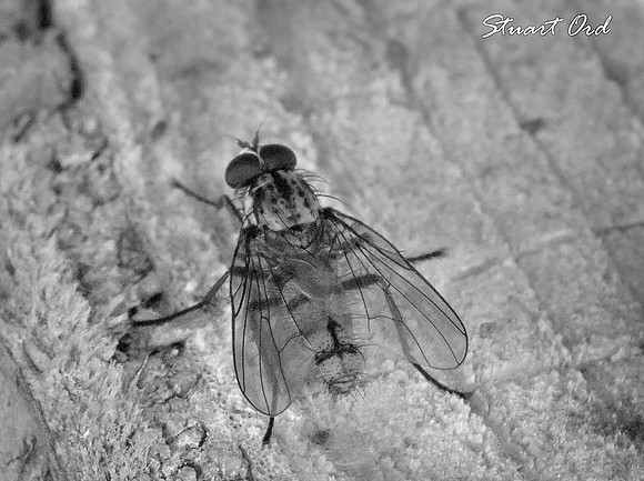 SCO19066mono