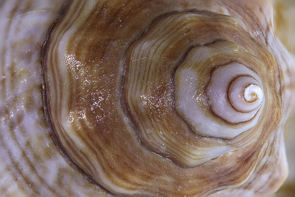 Sea shell
