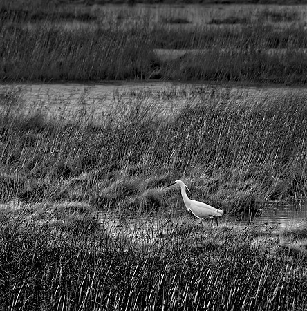 Egret