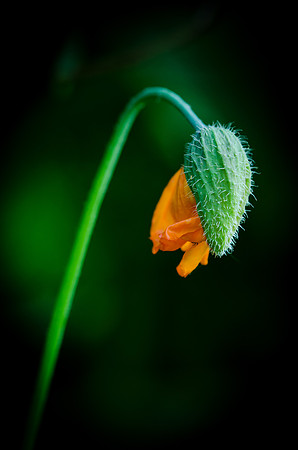 Meconopsis cambrica