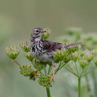 Marc Brimble - Meadow Pipit