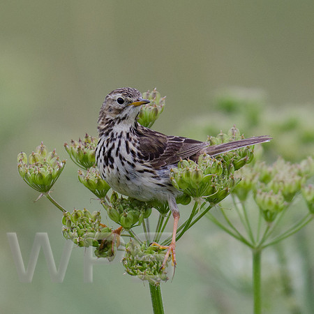 Marc Brimble - Meadow Pipit