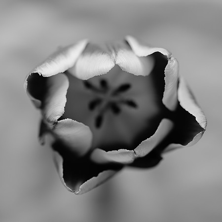 Tulip abstract