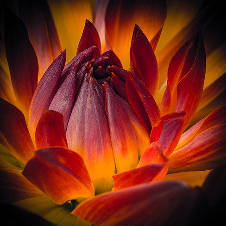 Dahlia on Fire