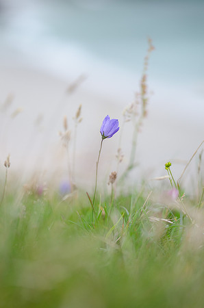 Scottish Harebell