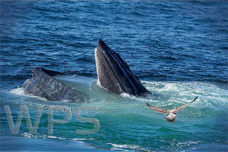 Humpback Whale Feeding