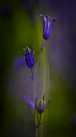 Les Jones - Bluebells