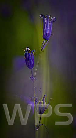 Les Jones - Bluebells