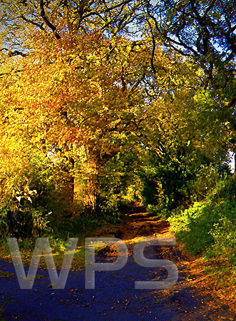 Les Jones - Autumn Leaves