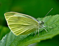 Les Jones - Butterfly