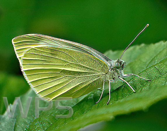 Les Jones - Butterfly