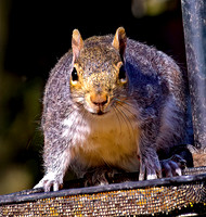 Les Jones - Squirrel