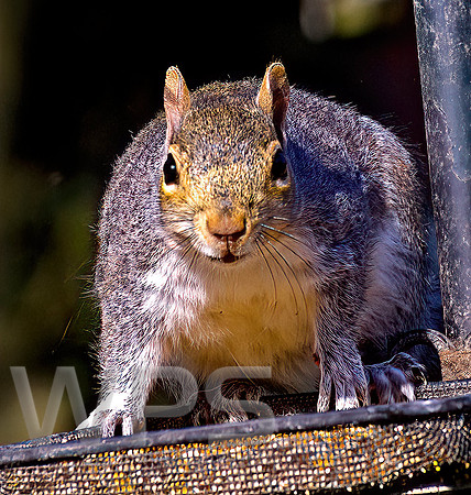 Les Jones - Squirrel