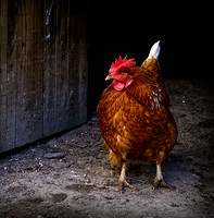 Les Jones - What the Cluck