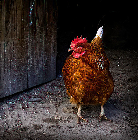 Les Jones - What the Cluck