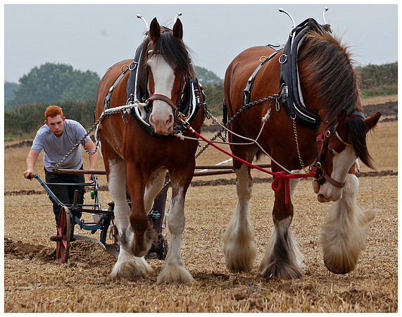 Horse Power