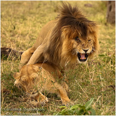 Mating Lions